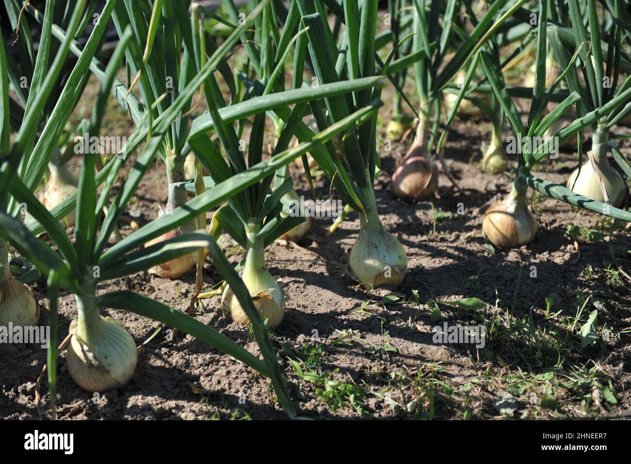 La cipolla (Allium cepa) cresce in un orto nel mese di luglio Foto Stock
