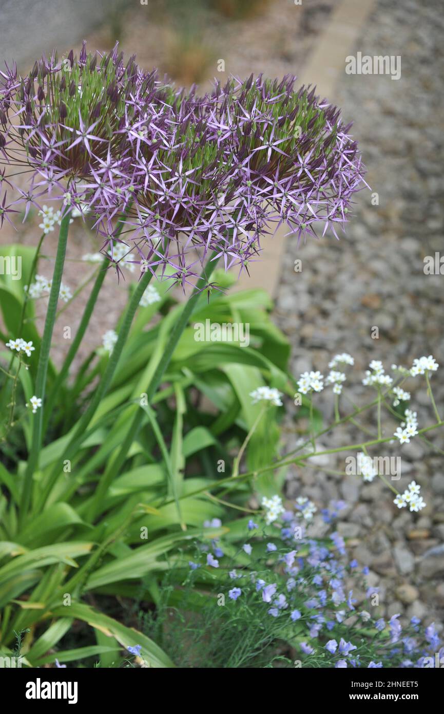 La cipolla persiana o stella di Persia (Allium crostophii) fiorisce in un giardino nel mese di giugno Foto Stock