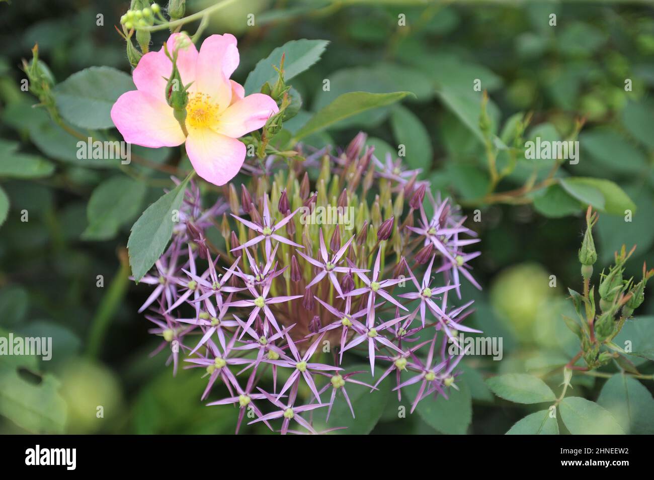 Cipolla persiana o stella di Persia (Allium crostophii) e rosa rosa a fiore singolo la rosa Alexandra fiorisce in un giardino nel mese di maggio Foto Stock