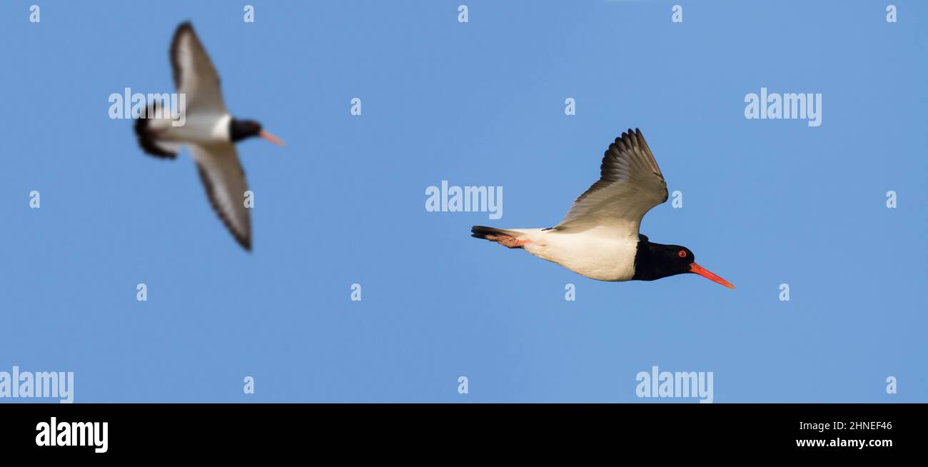 Due ostercatcher pied comuni / ostercatcher eurasiatico (Haematopus ostralegus) in volo contro il cielo blu Foto Stock
