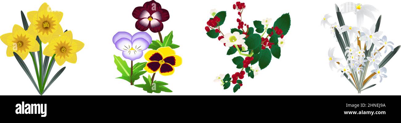 I fiori fioriscono in inverno-Daffodil, Pansy, Winterberry, Gloria della neve (Chionodoxa) Illustrazione Vettoriale