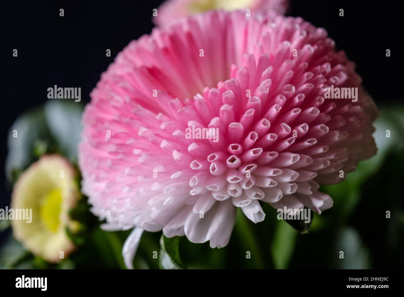 Bellis Daisy Foto Stock