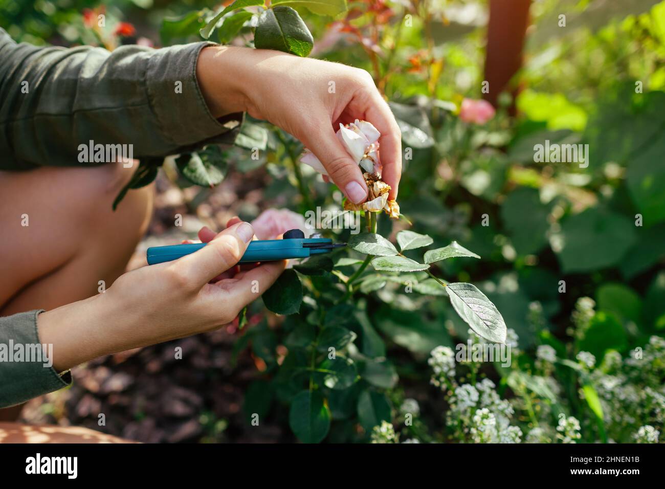 Donna deadeshading ha passato rose anche in giardino estivo. Giardiniere taglio fiori appassiti via con potatrice. Attività hobby all'aperto Foto Stock