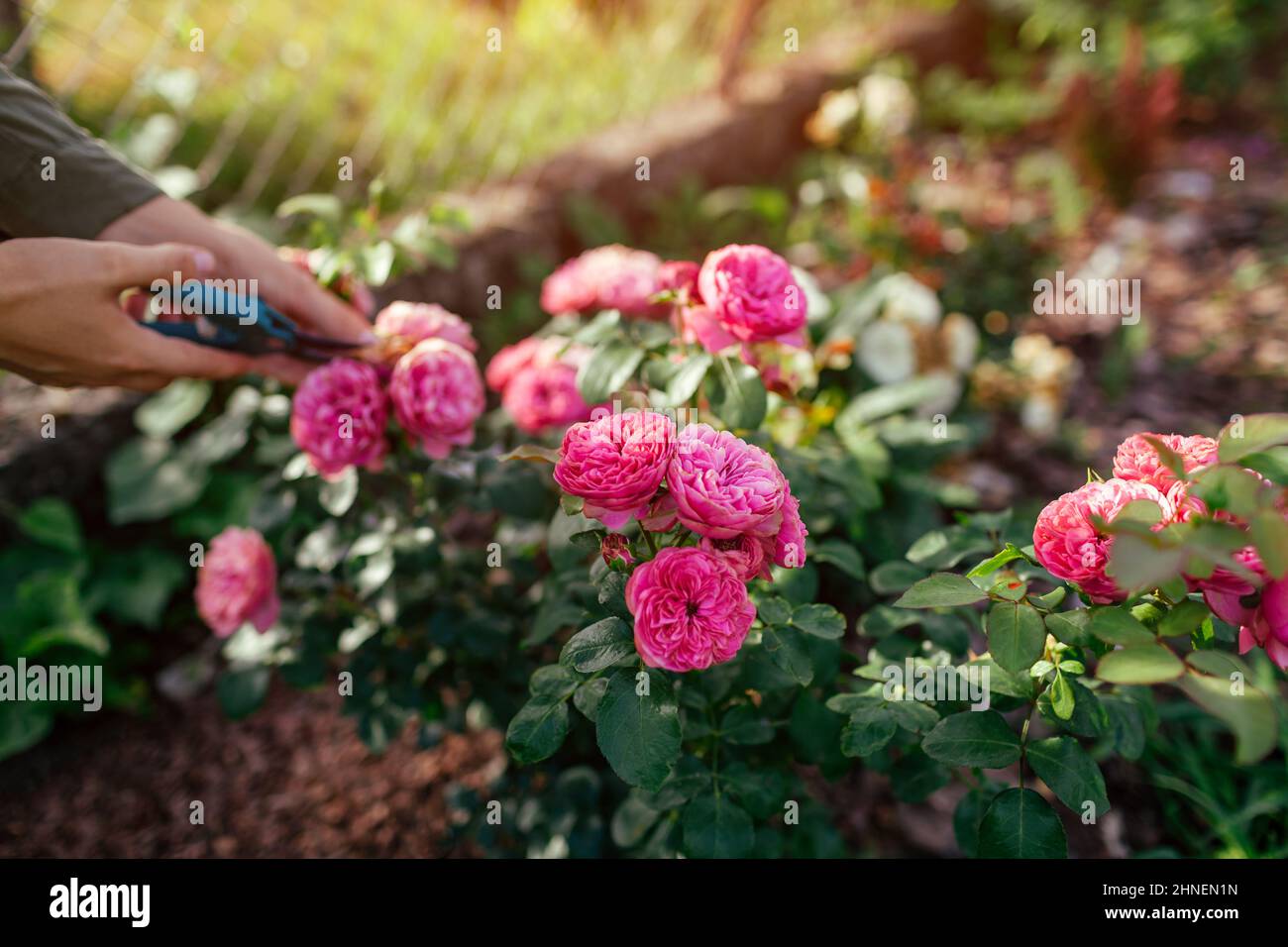 Donna deadheading secco leonardo da vinci rosa in giardino d'estate. Giardiniere che taglia i fiori spesi selvaggi fuori con potatore. Foto Stock