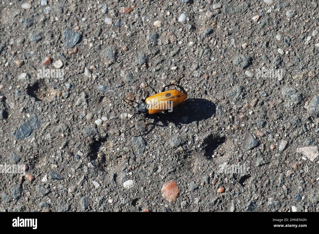 Primo coleottero in blister, Apalus bimaculatus, kétfoltos élősdibogár, Budapest, Ungheria, Magyarország, Europa Foto Stock