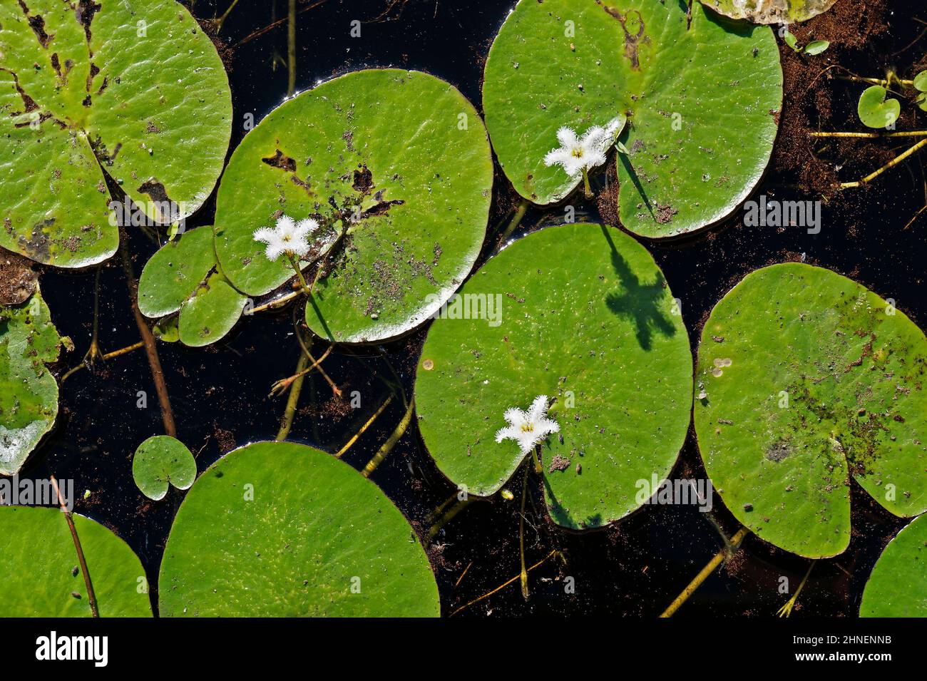 Acqua fiocco di neve fiore (Nymphoides indica) Foto Stock