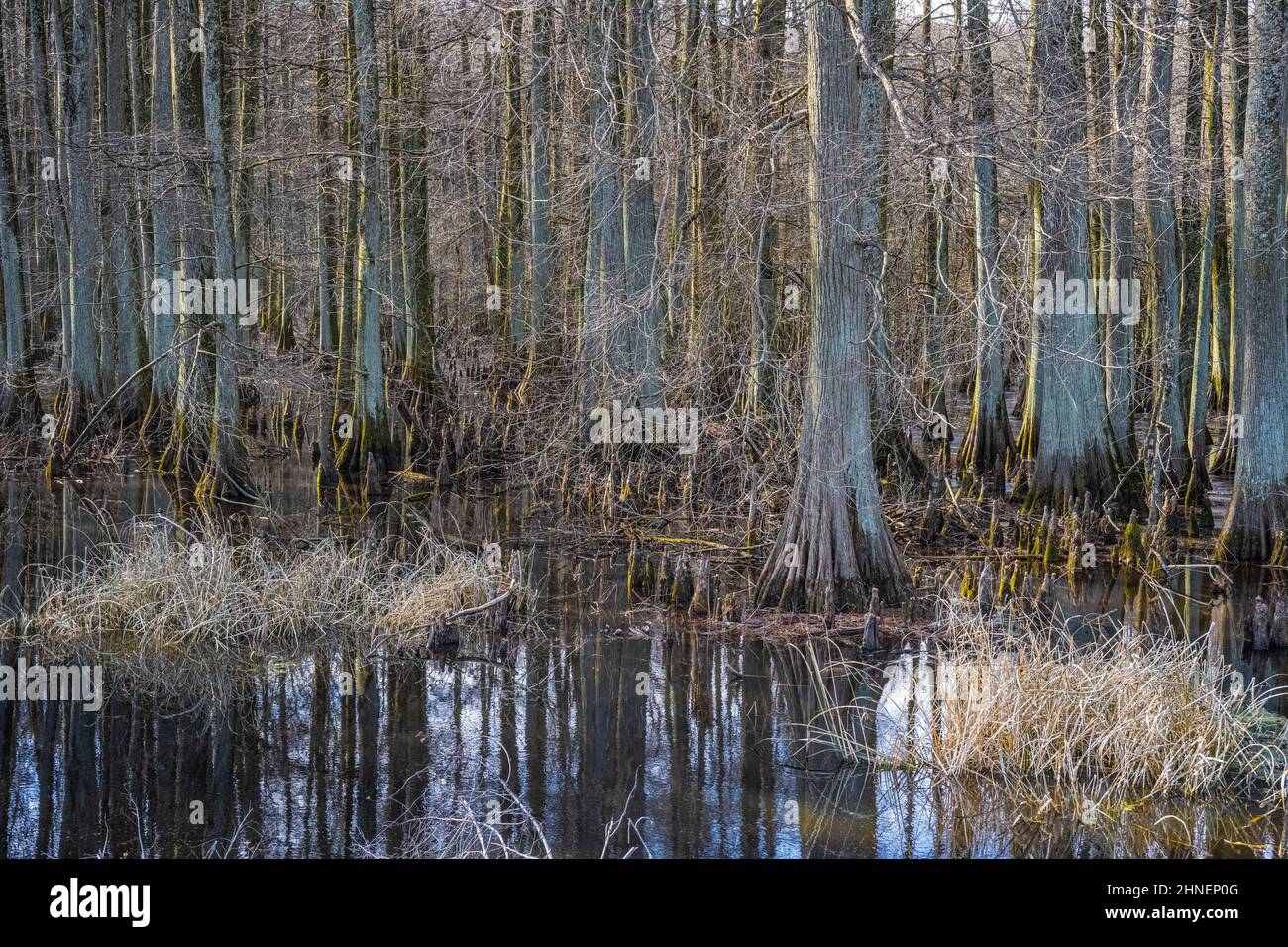 Cypress Swamp in inverno al Wapanocca National Wildlife Refuge a Turrell, Arkansas. (USA) Foto Stock