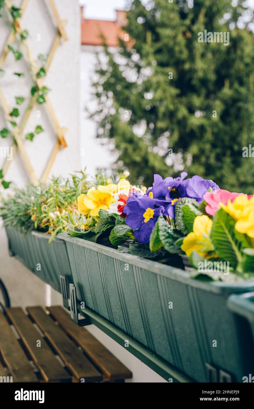 Primrose colorate sul balcone in primavera. Giardinaggio domestico. Zona comfort. Sfondo naturale Foto Stock