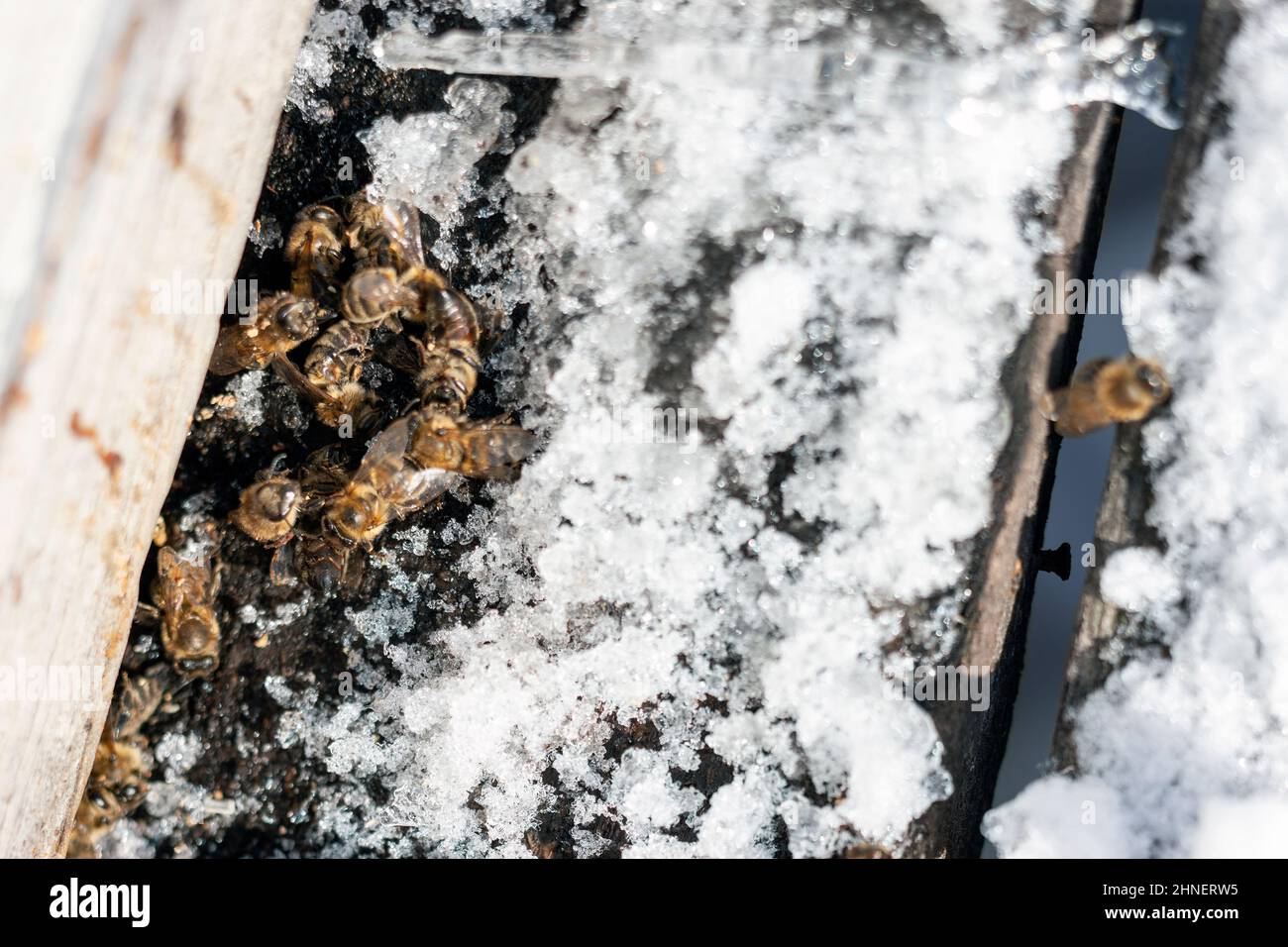 Api morte ricoperte di ghiaccio e neve su un alveare, un macro colpo Foto Stock