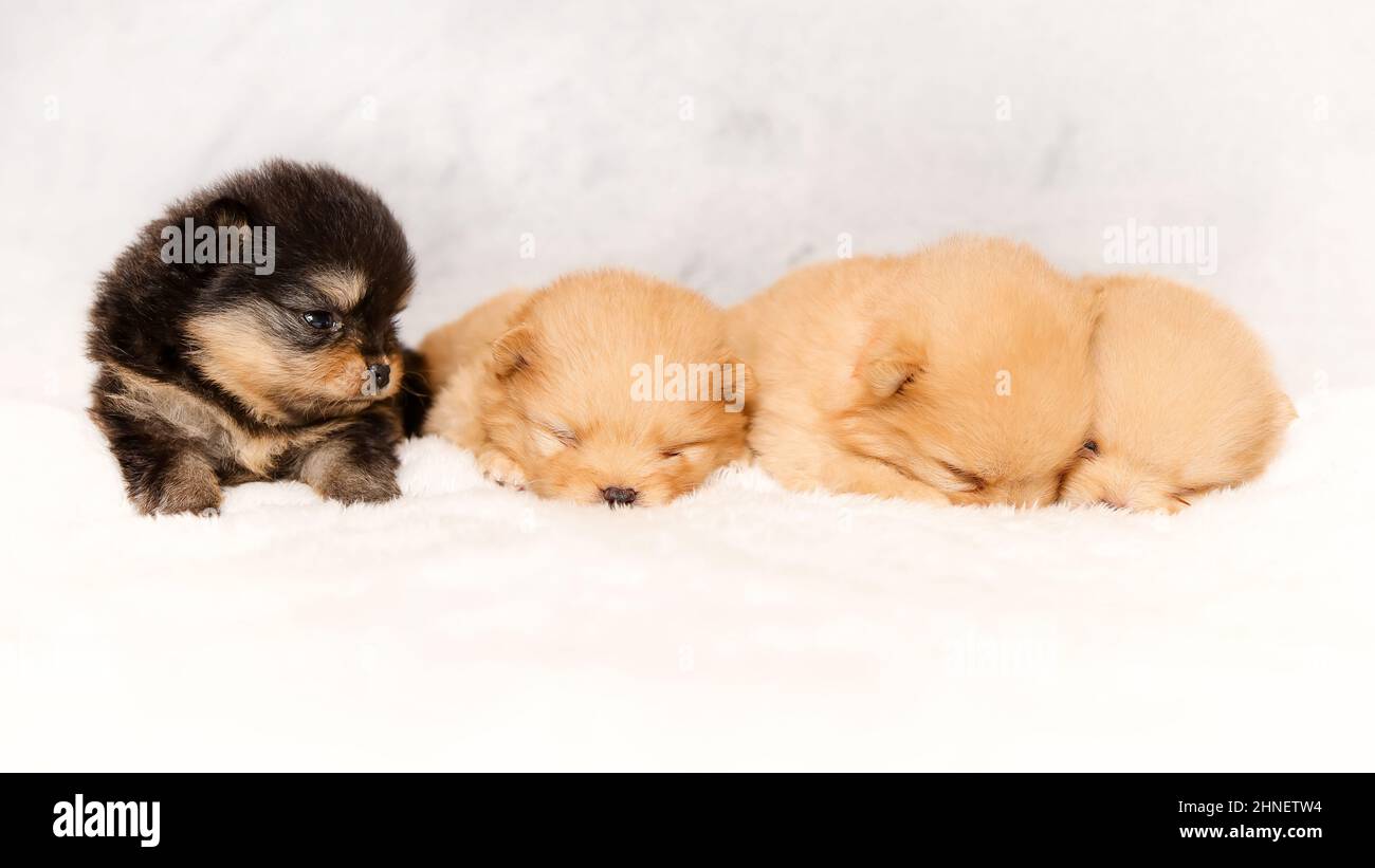 Cuccioli addormentati carini di spitz pomeraniano Foto Stock