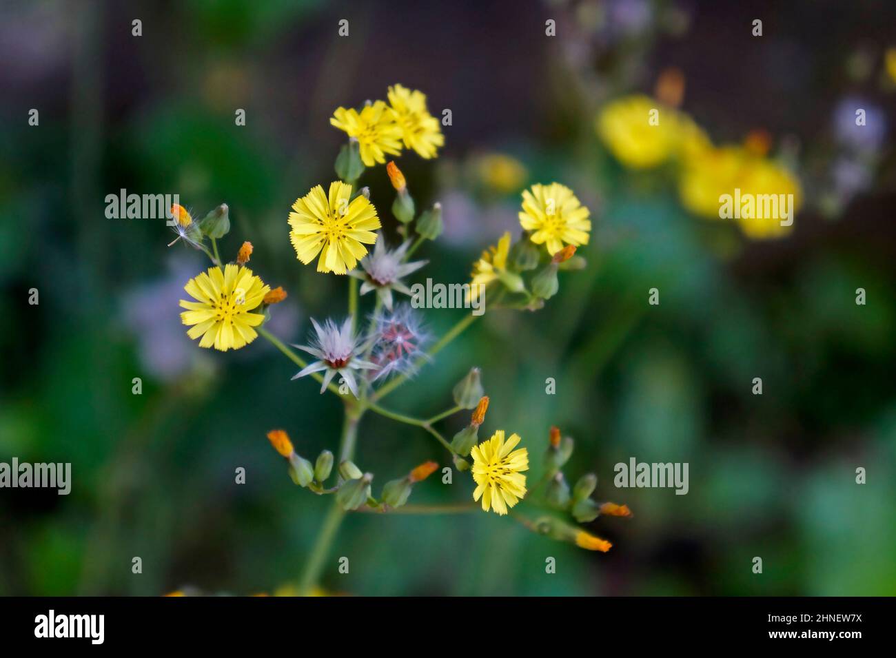 Fiori gialli selvatici (Crepis japonica) Foto Stock