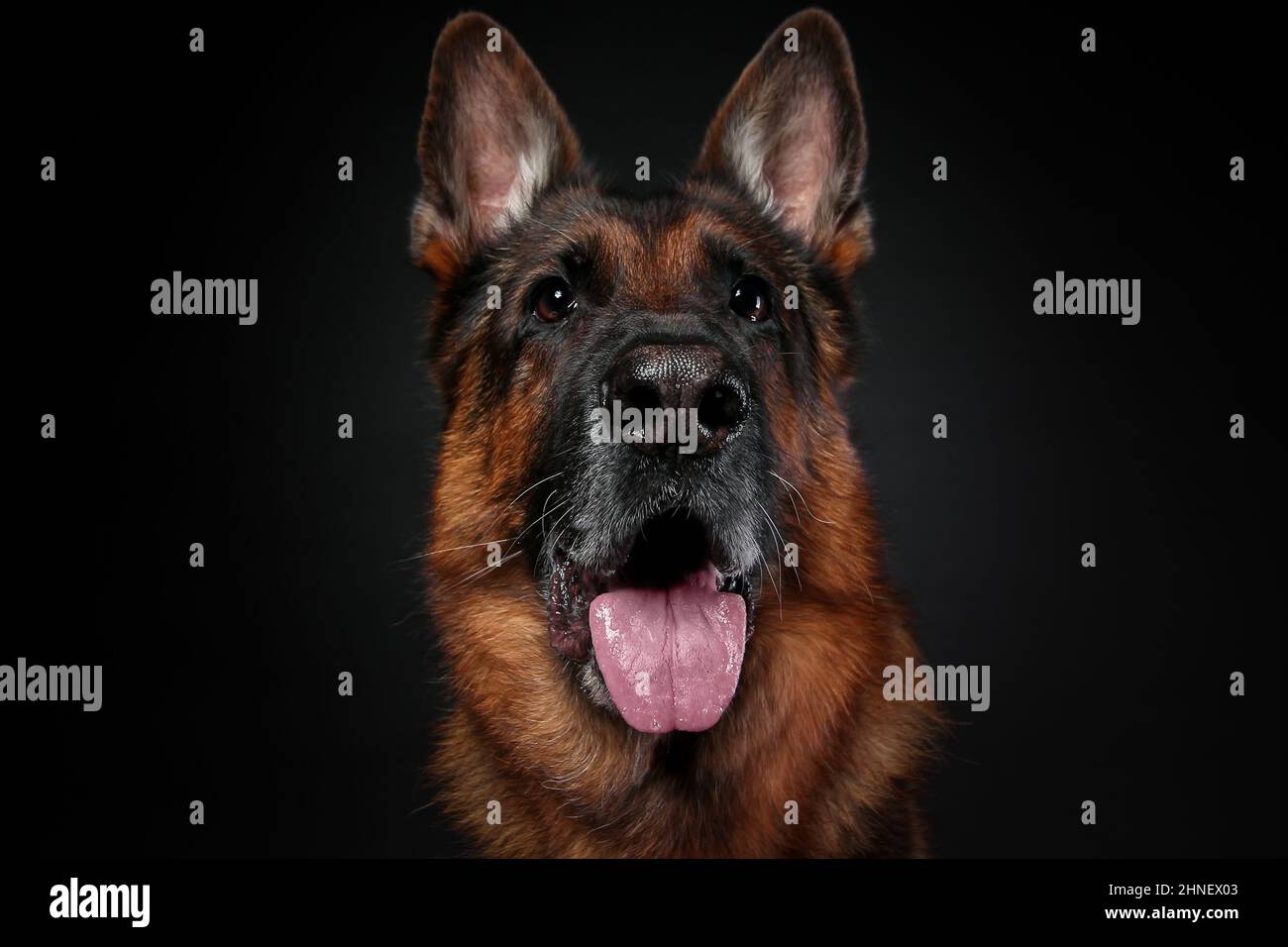 Scatto grandangolare di un adorabile cane pastore tedesco su sfondo nero. Foto Stock