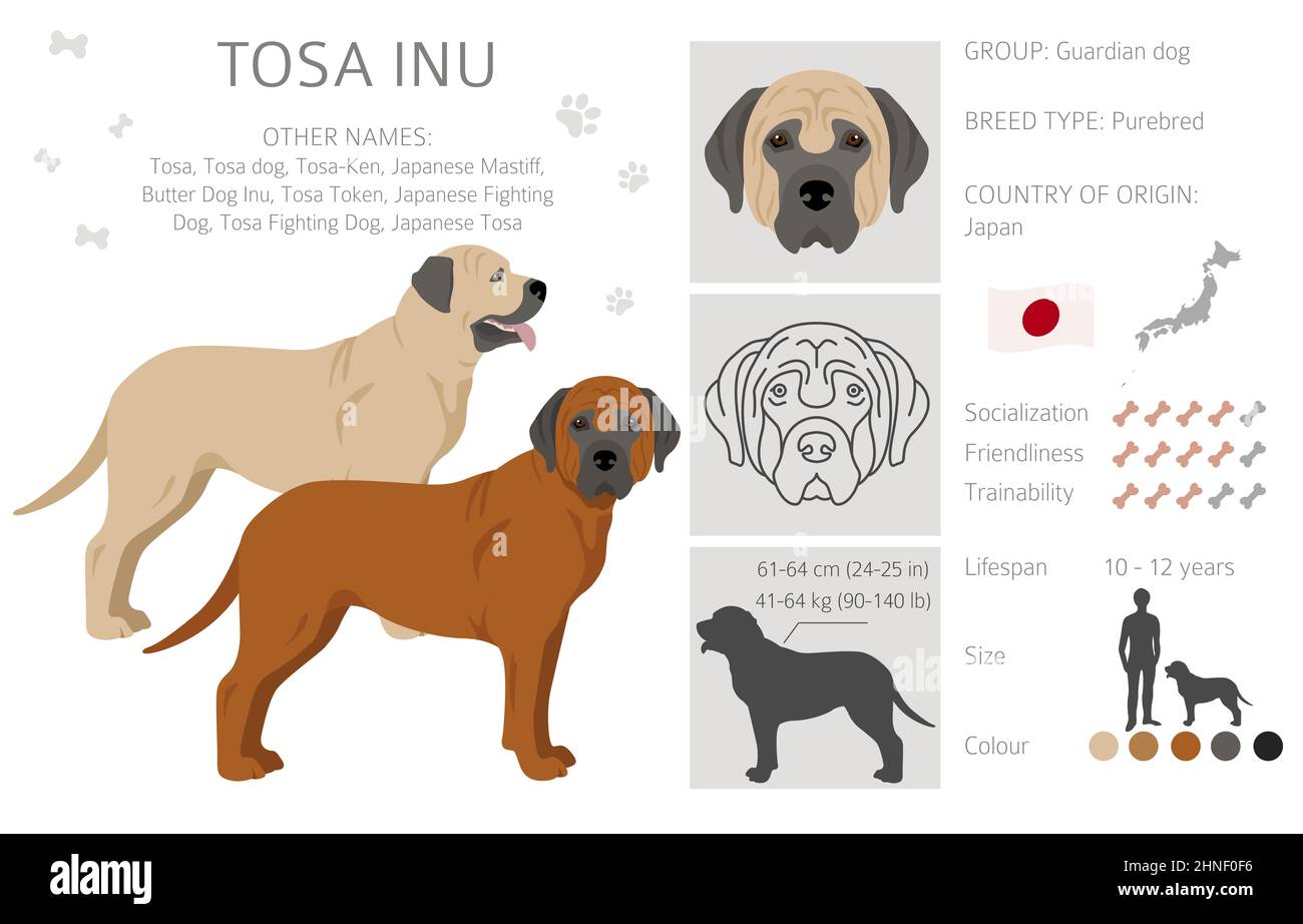 Tosa Inu clipart. Pose diverse, colori del cappotto impostati. Illustrazione vettoriale Illustrazione Vettoriale