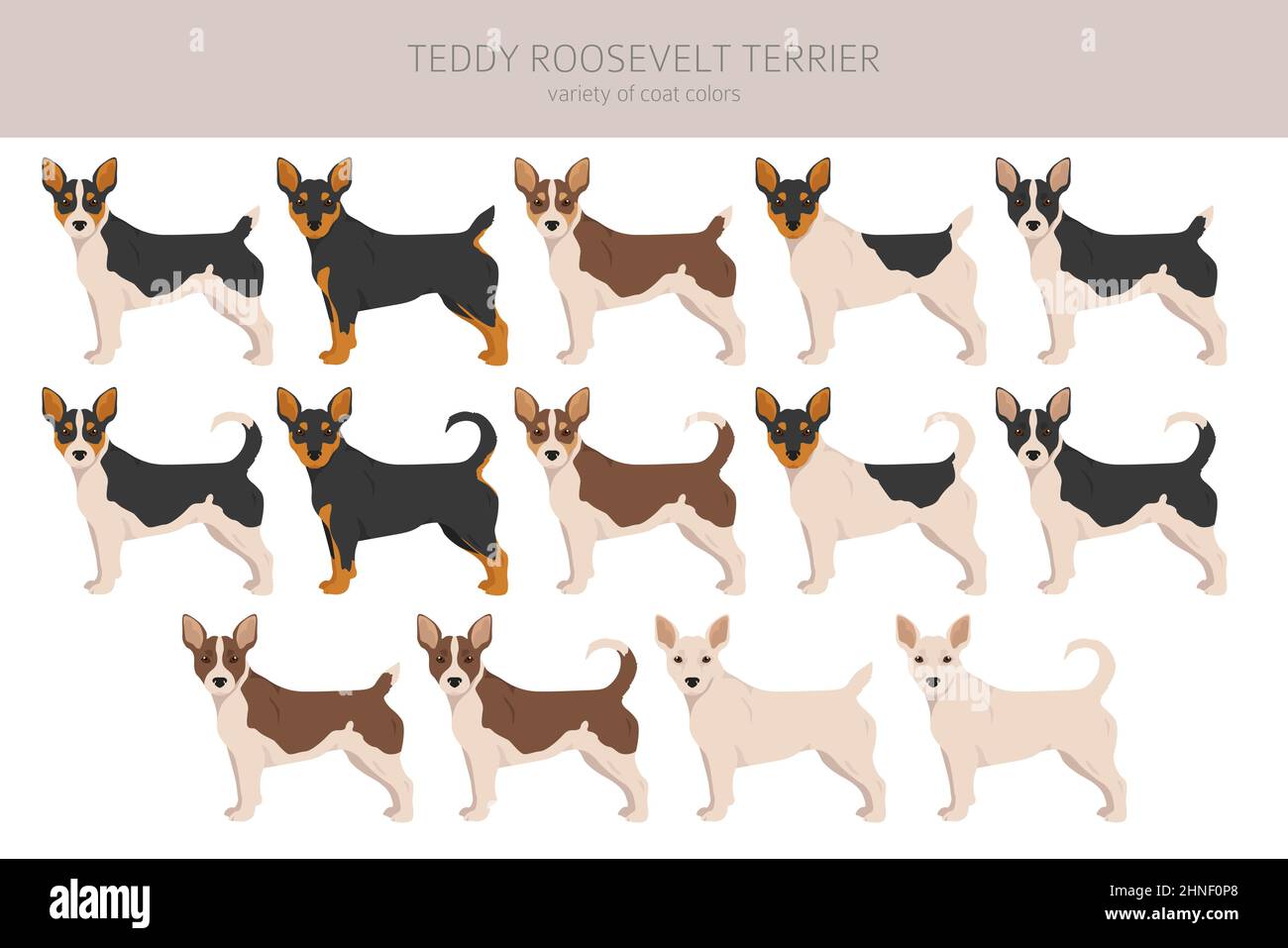 Teddy Roosevelt terrier clipart. Pose diverse, colori del cappotto impostati. Illustrazione vettoriale Illustrazione Vettoriale
