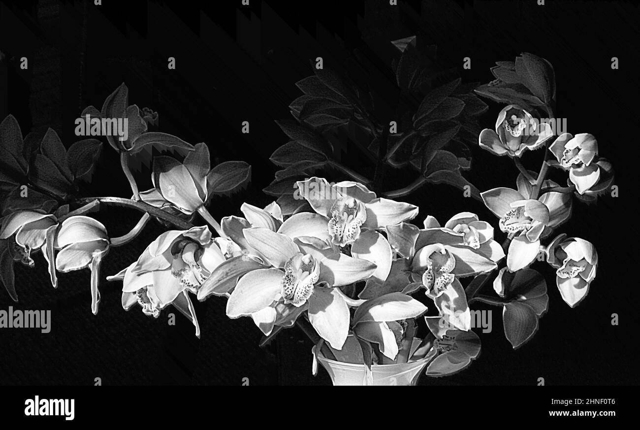 Primo piano di taglio Orchidee in un vaso sia in Sole e ombra Nero e Bianco Foto Stock