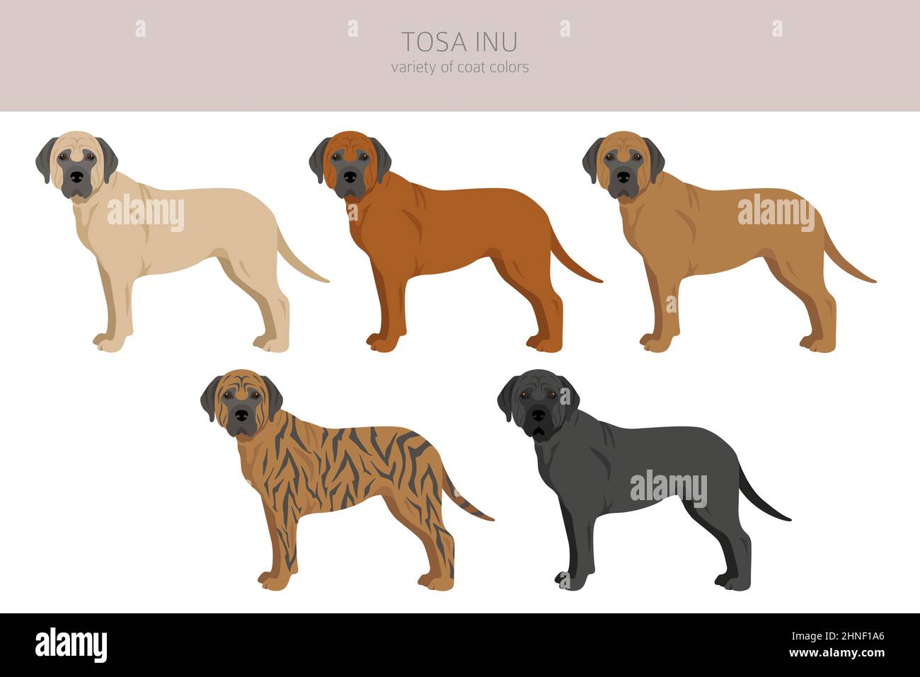 Tosa Inu clipart. Pose diverse, colori del cappotto impostati. Illustrazione vettoriale Illustrazione Vettoriale