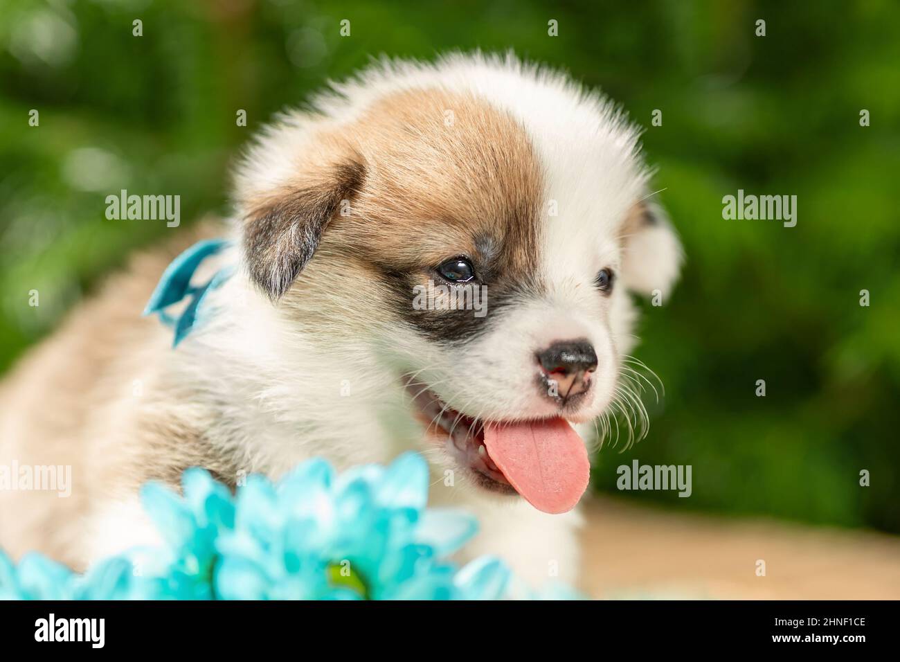 Felice puppy sorridente di gallese pembroke corgi cane razza con bouquet di fiori blu in natura. Messa a fuoco selettiva Foto Stock