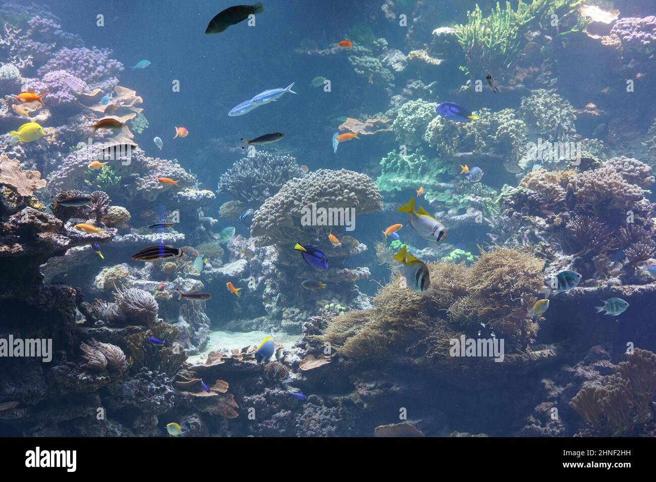 Vita marina subacquea. Sfondo tropicale della barriera corallina. Ci sono vari pesci che nuotano intorno. Spazio per la copia disponibile. Foto Stock