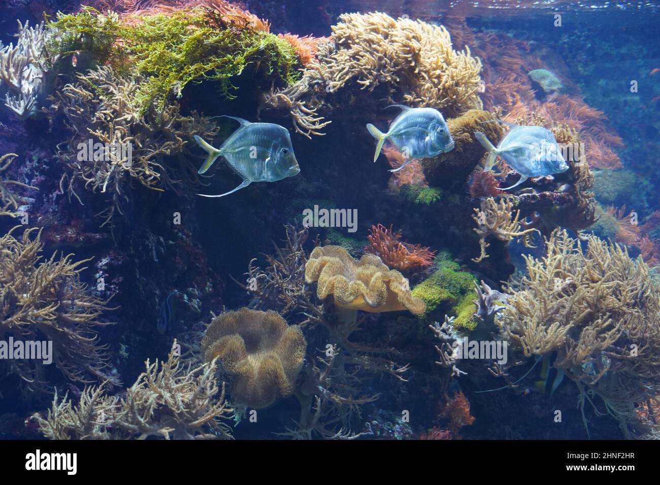 Vita marina subacquea. Foto Stock