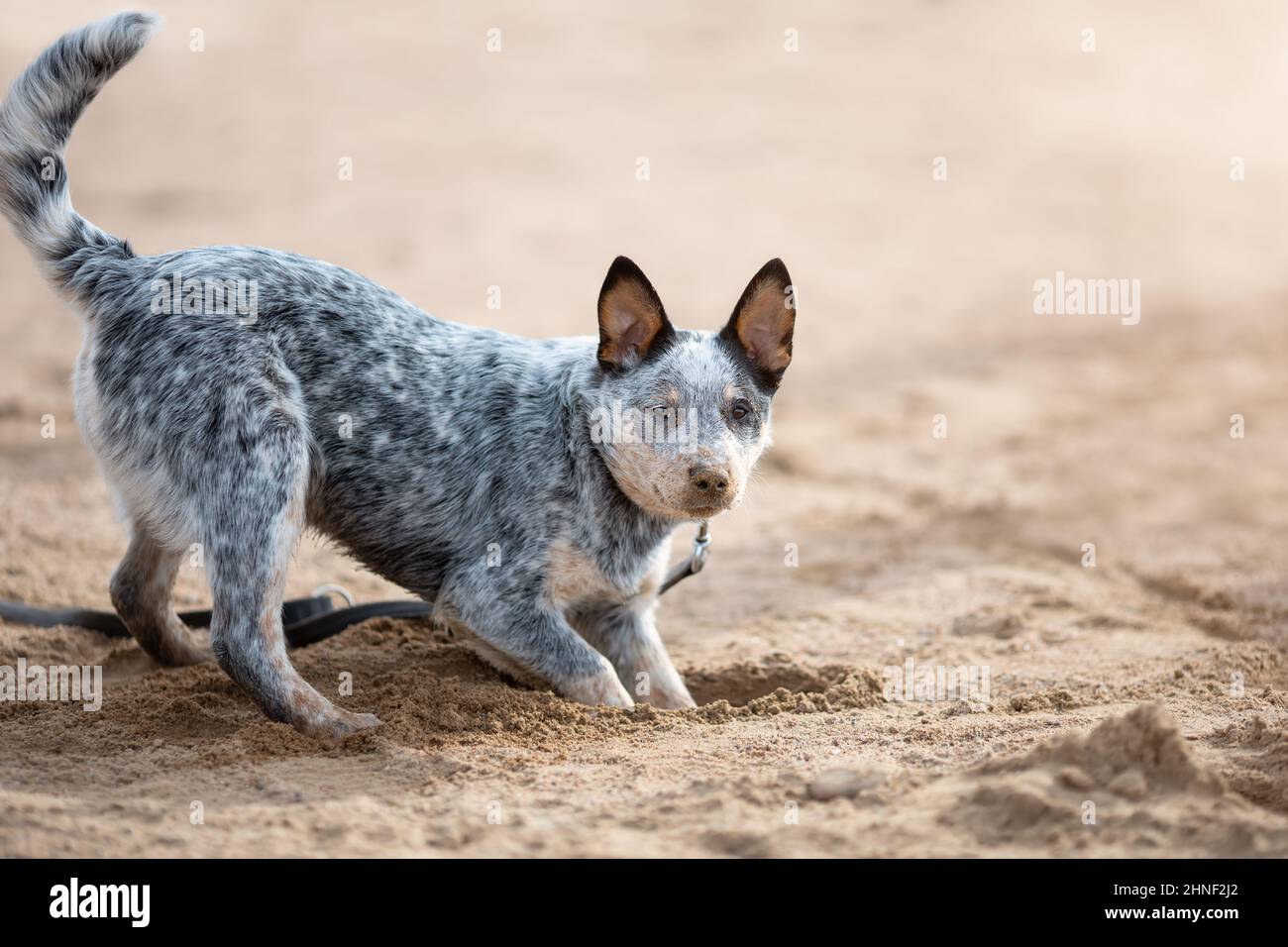 Divertente lupo blu o cucciolo australiano di cane bovino sta scavando sabbia sulla spiaggia soleggiata Foto Stock