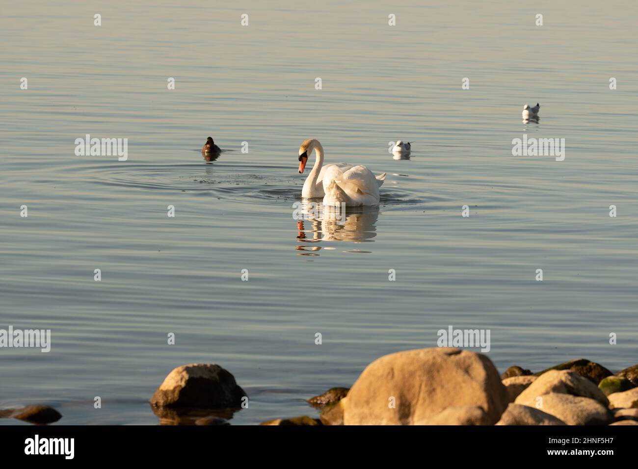 Altenrhein, Svizzera, 9 febbraio 2022 il grande cigno bianco sta nuotando sul lago di Costanza Foto Stock