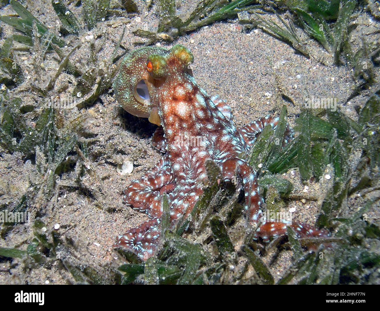 Un Octopus bianco-macropus (Octopus macropus) nel Mar Rosso, Egitto Foto Stock