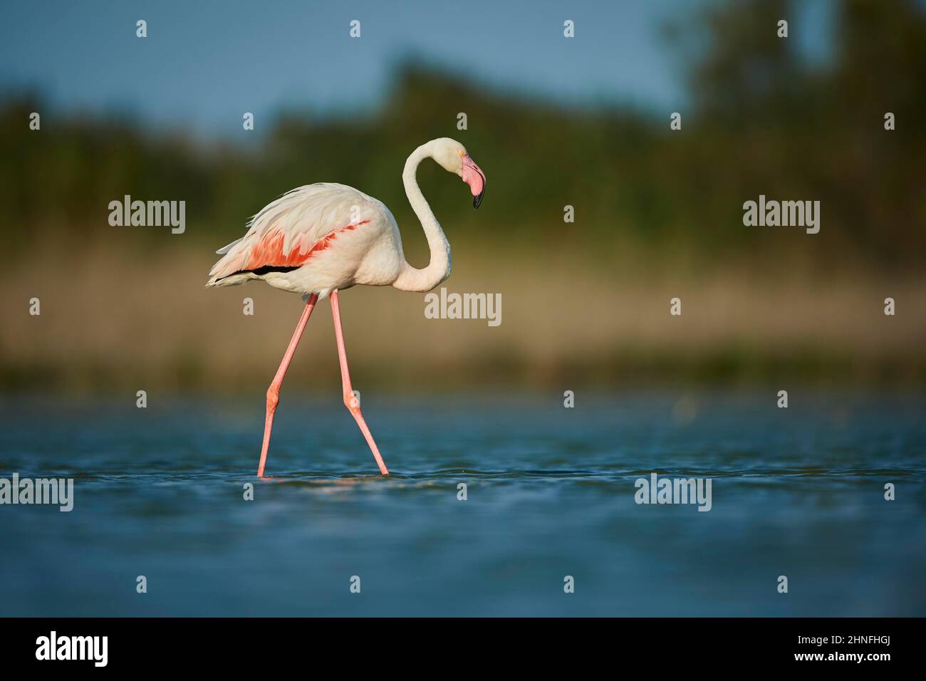 Grande Flamingo (Fenicotterus roseus), a piedi in acqua, Parc Naturel Regional de Camargue, Francia Foto Stock