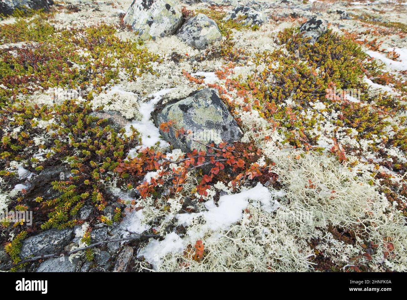 Betulla nana (Betula nana), crowberry (Empetrum nigrum) e renna lichen (Cladonia rangiferina) in montagna, Dovrefjell-Sundalsfjella National Foto Stock