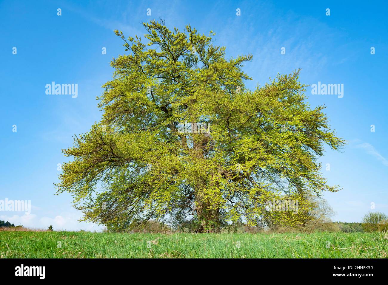 Faggio di rame vecchio (Fagus sylvatica), solitario, con foglie giovani e fresche, Turingia, Germania Foto Stock