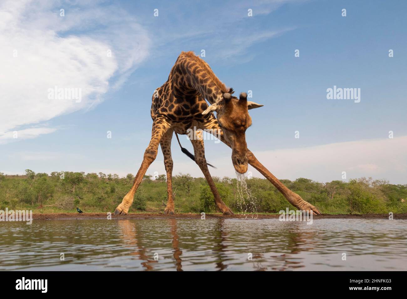 Giraffe (Giraffa camelopardalis) bull bere al waterhole, Zimanga Game Reserve, KwaZulu Natal, Sudafrica Foto Stock