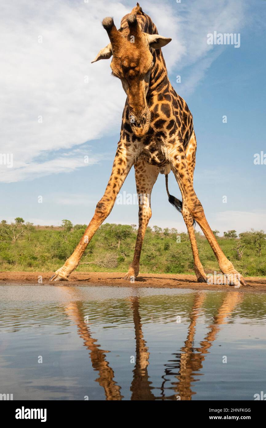Giraffe (Giraffa camelopardalis) bull bere al waterhole, Zimanga Game Reserve, KwaZulu Natal, Sudafrica Foto Stock