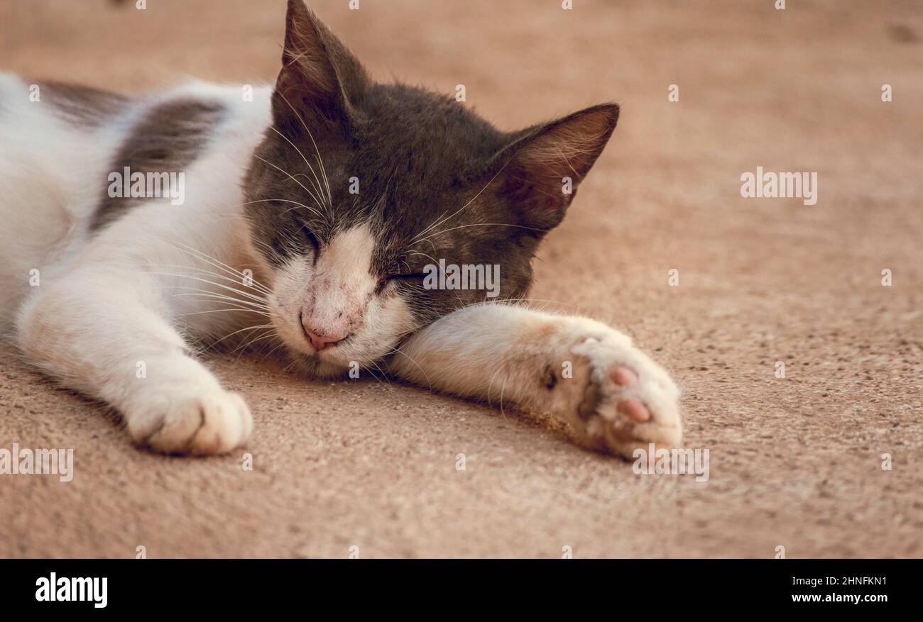 Un bel gattino che giace sul pavimento, vicino di un gatto addormentato carino Foto Stock
