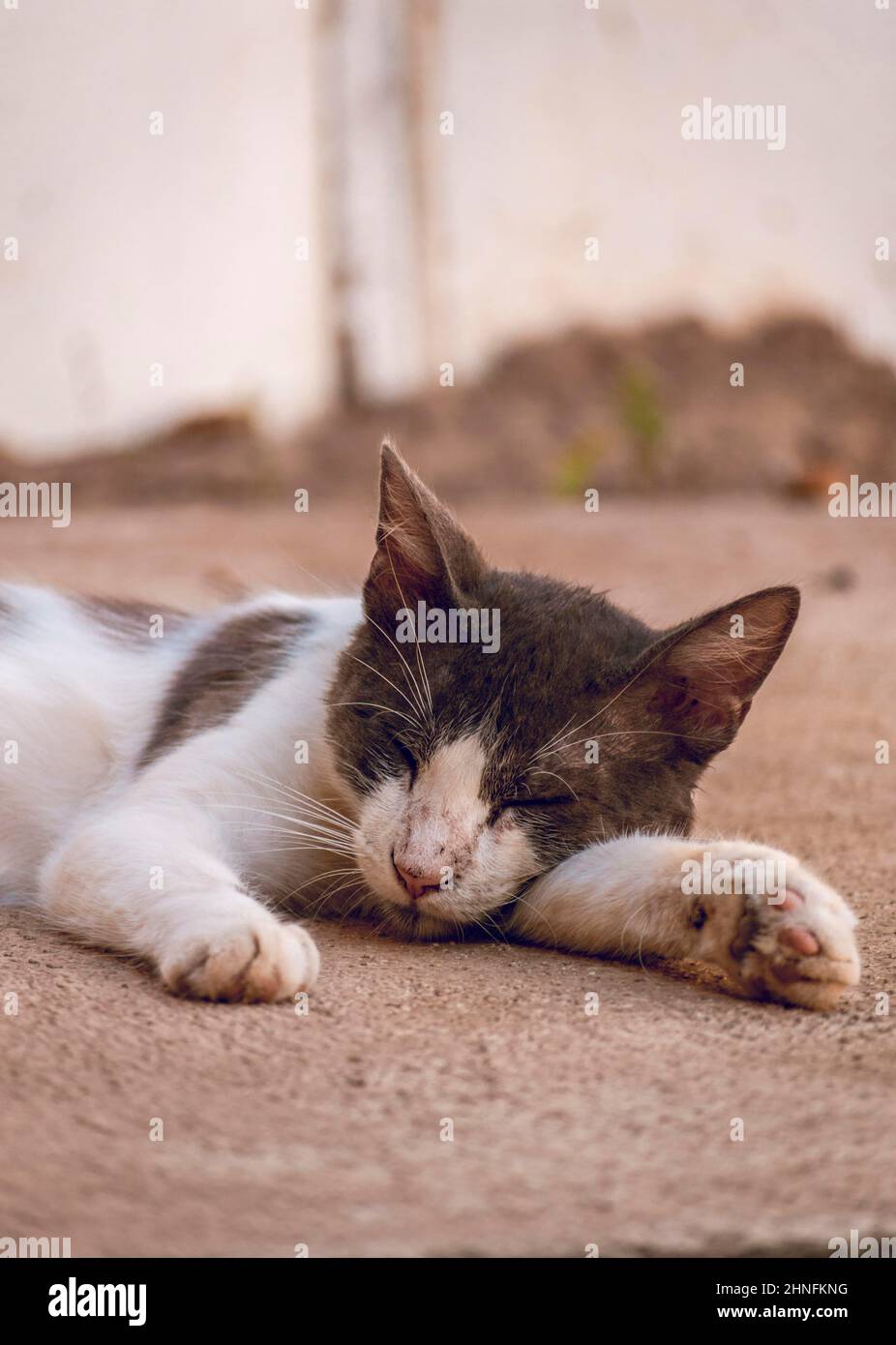 Un bel gattino che giace sul pavimento, vicino di un gatto addormentato carino Foto Stock