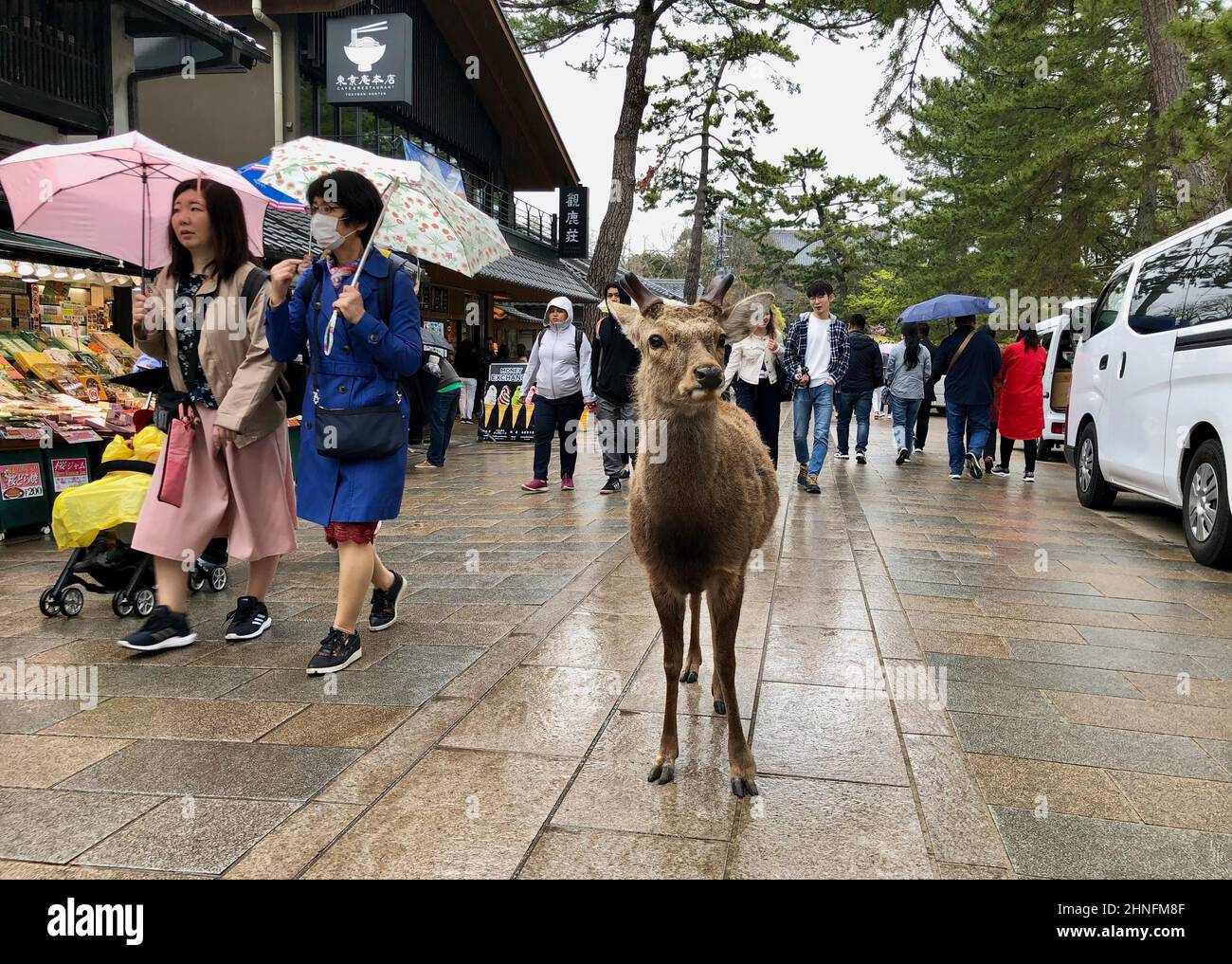Cervi in piedi su un marciapiede pieno di gente, Nara, Giappone Foto Stock