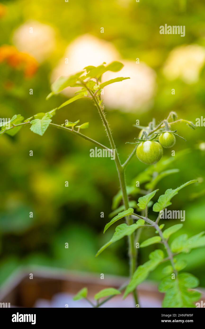 Pomodoro (Solanum lycopersicum) con frutti verdi, coltivazione di piante in giardino, Germania Foto Stock