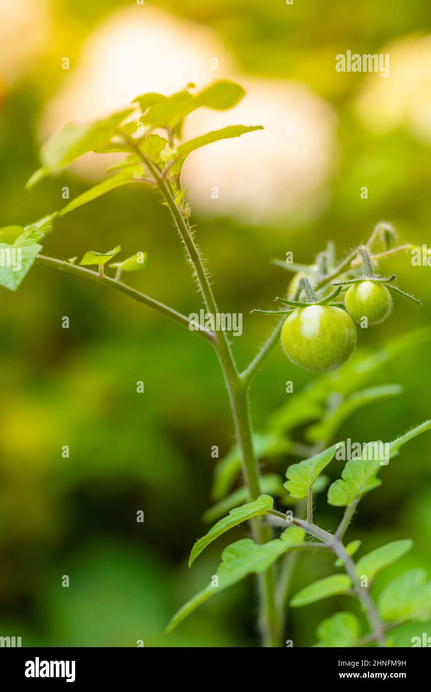 Pomodoro (Solanum lycopersicum) con frutti verdi, coltivazione di piante in giardino, Germania Foto Stock