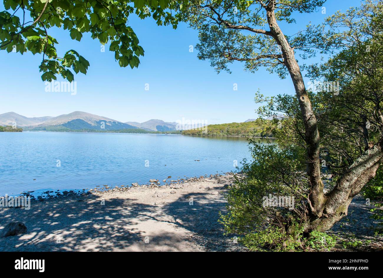 Alberi sulla riva, lago Loch Lomond, Balmaha, West Highland Way, Queen Elizabeth Forest Park, Loch Lomond e il Trossachs National Park, Scottish Foto Stock