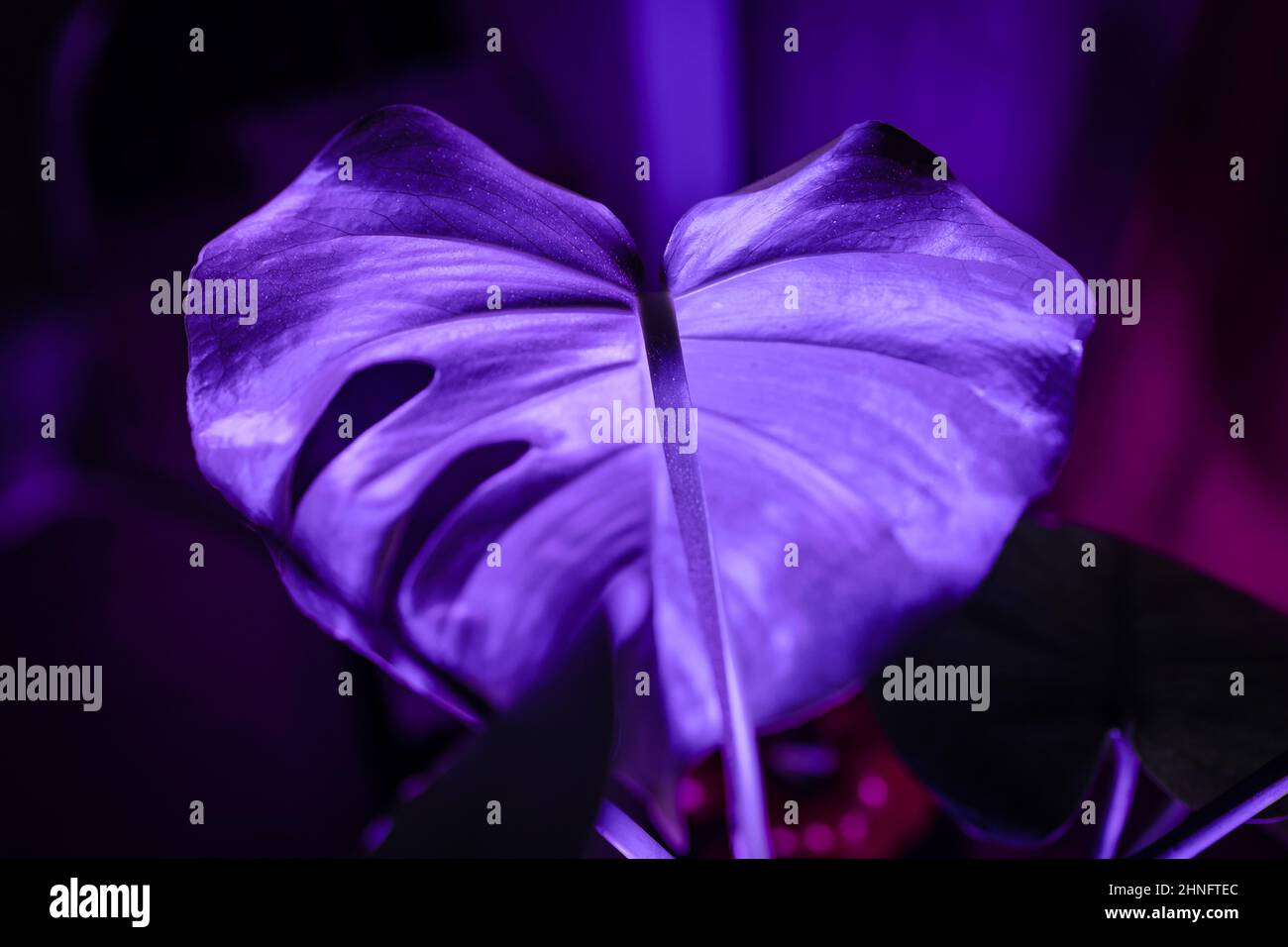 Foglia di Monstera Deliciosa di colore viola con dettagli Foto Stock