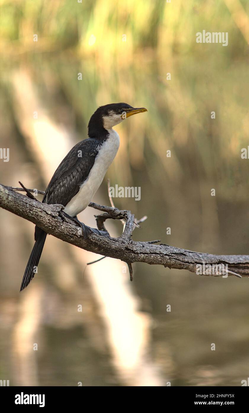 Uccello d'acqua cormorano seduto su un ramo d'albero vicino ad un lago Foto Stock