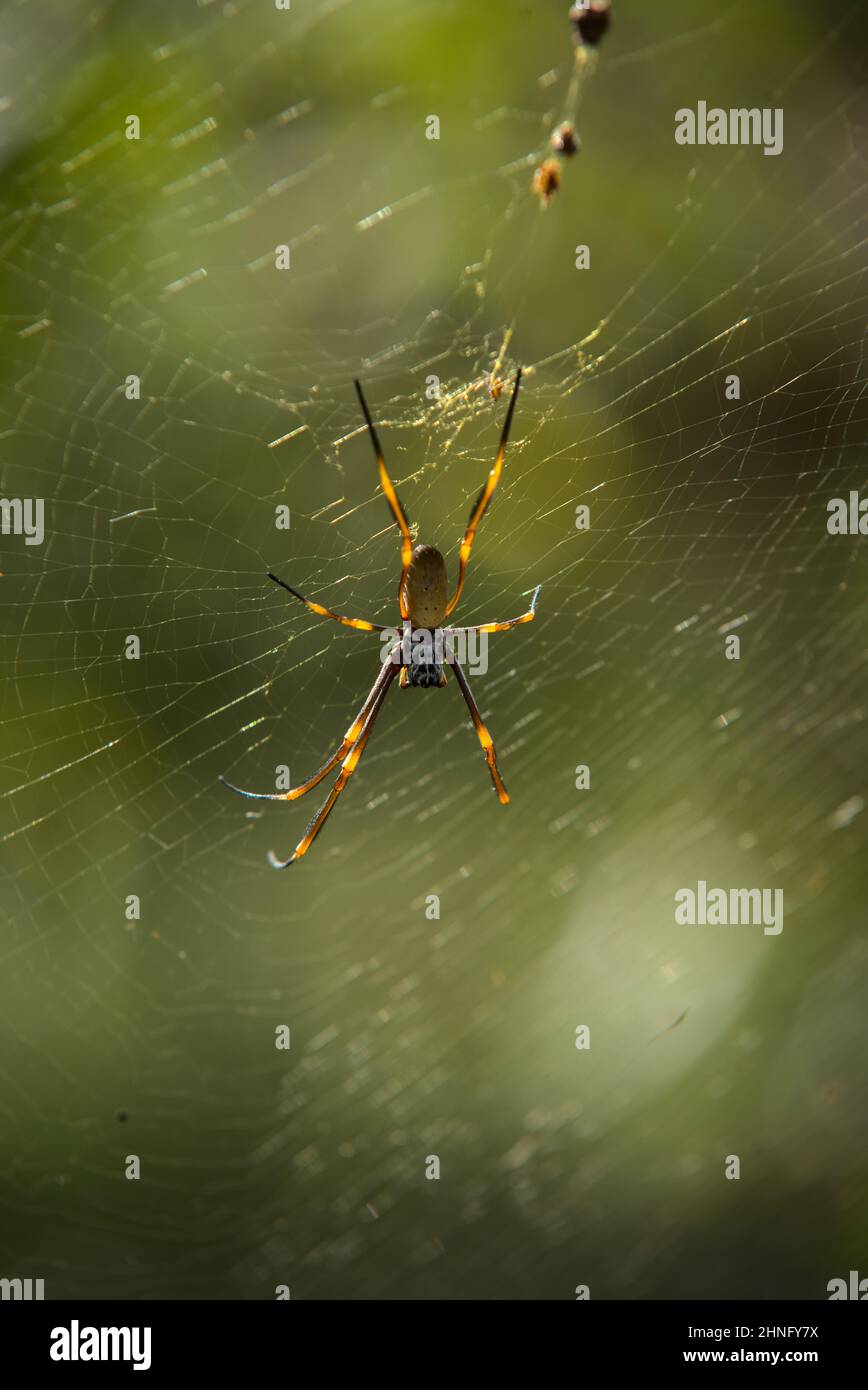 Ragno tessitore orbo d'oro in esso è fotoricettore in una foresta Foto Stock