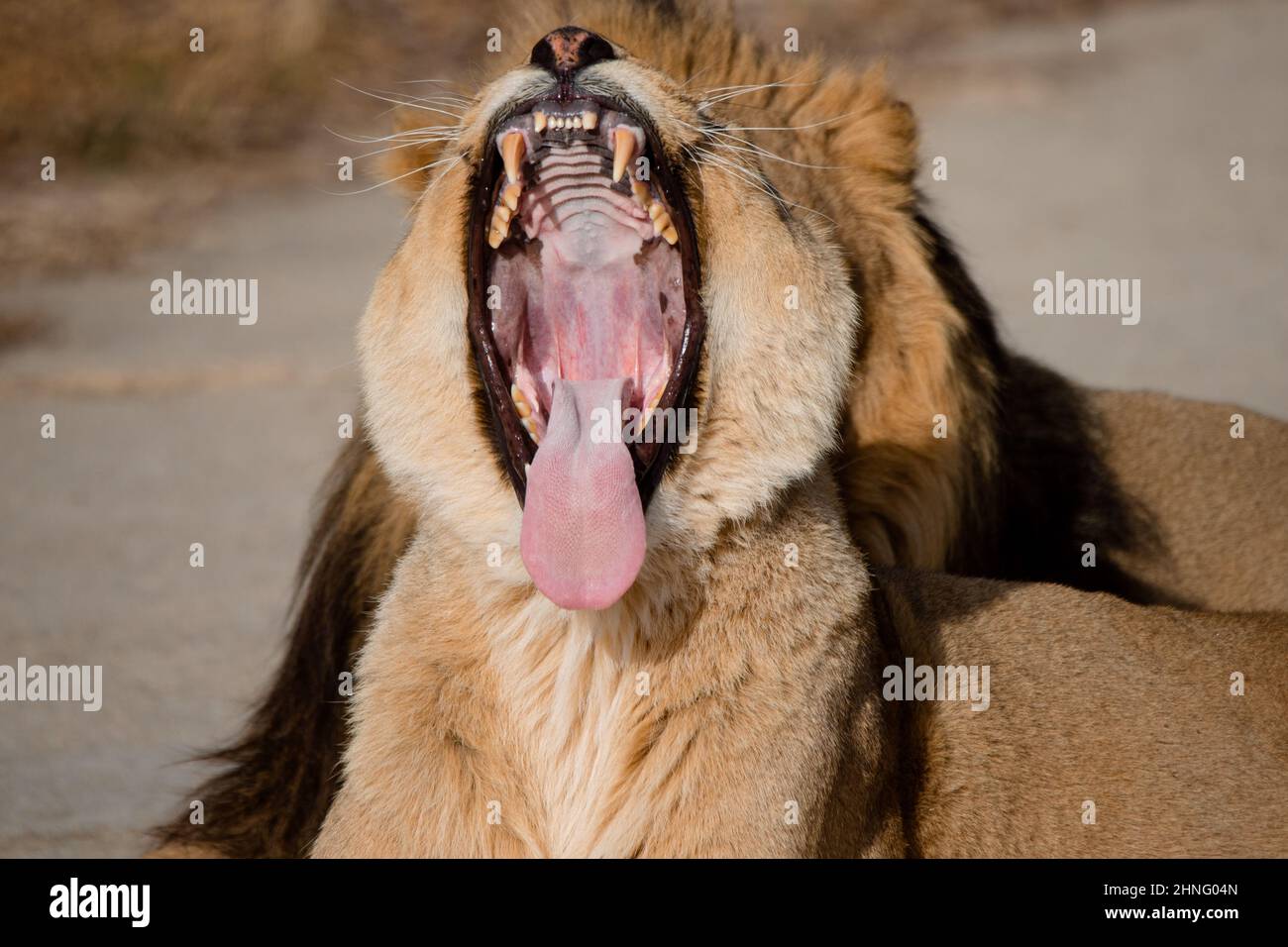 La leonessa asiatica sbadigia a bocca aperta (Panthera leo persica) in cattività Foto Stock