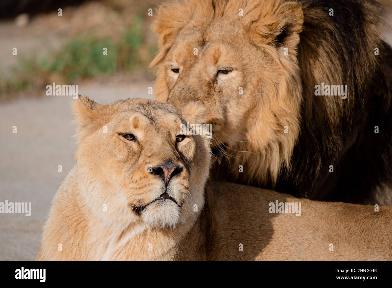 Ritratto facciale di maschio e femmina di leone asiatico (Panthera leo persica) in cattività Foto Stock