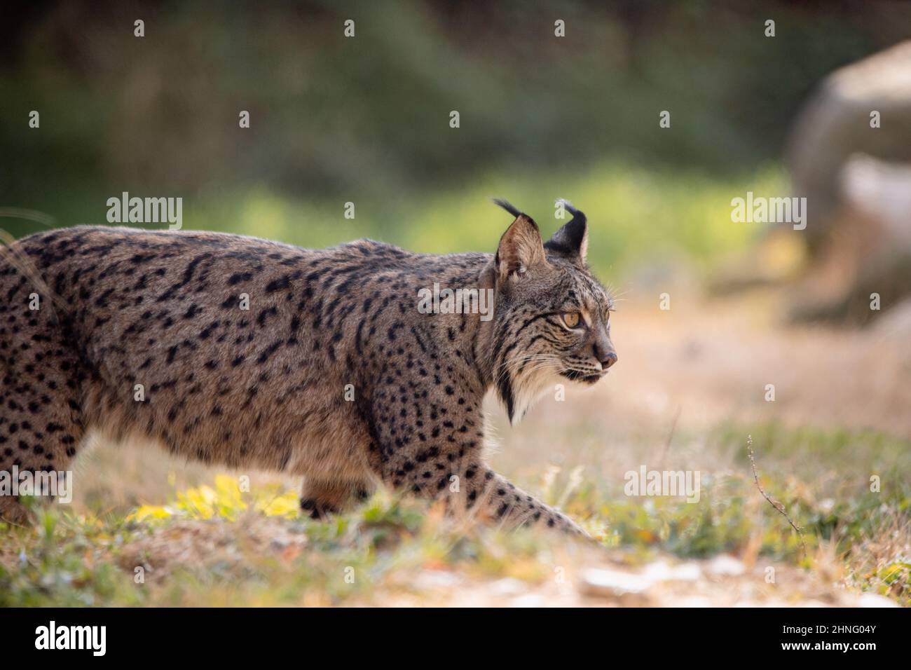 Lince iberica che cammina nel suo habitat durante il pomeriggio (Lynx pardinus) Foto Stock