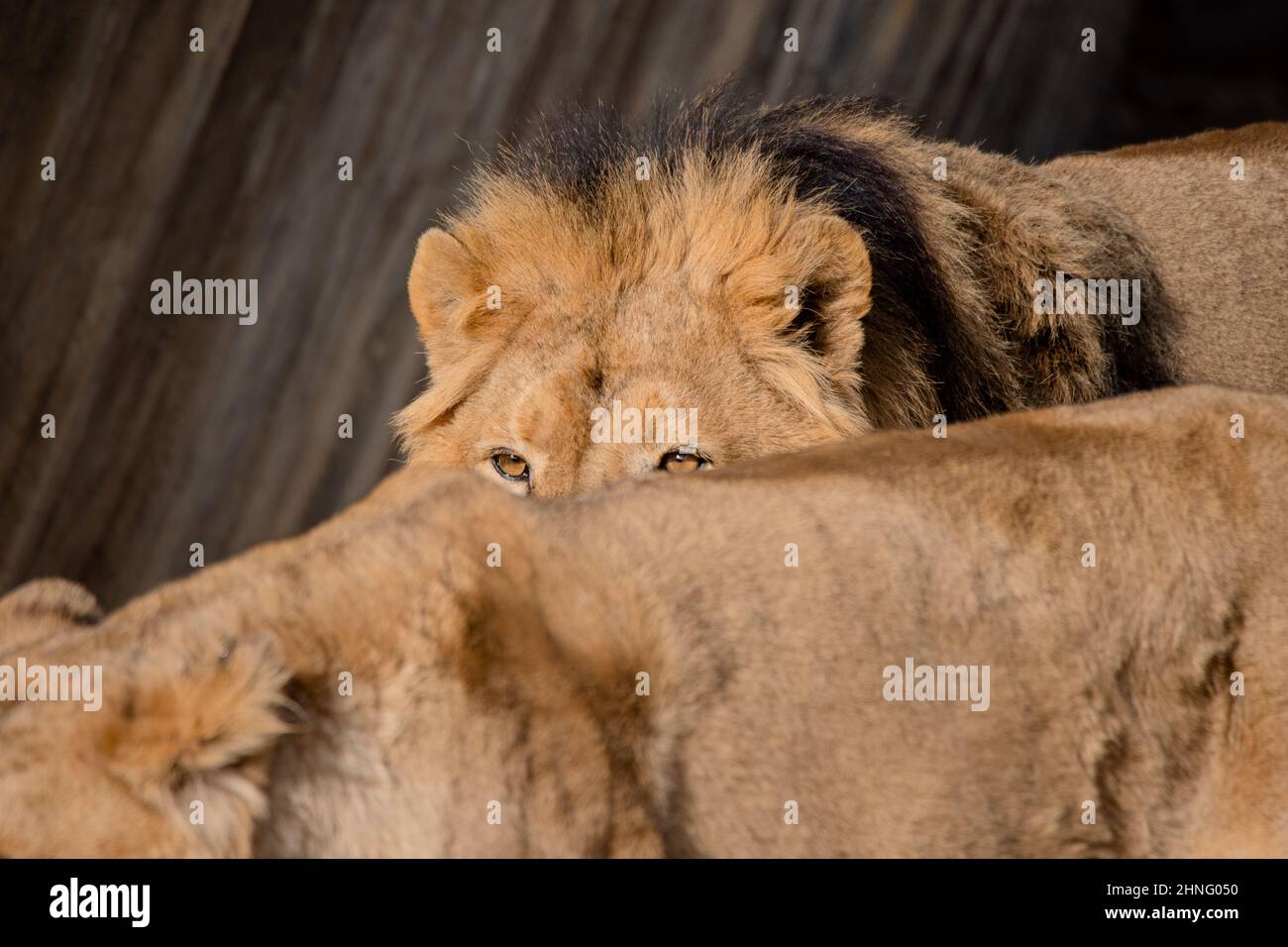 Dettaglio degli occhi di un leone asiatico maschio che cammina dietro una leonessa (Panthera leo persica) Foto Stock