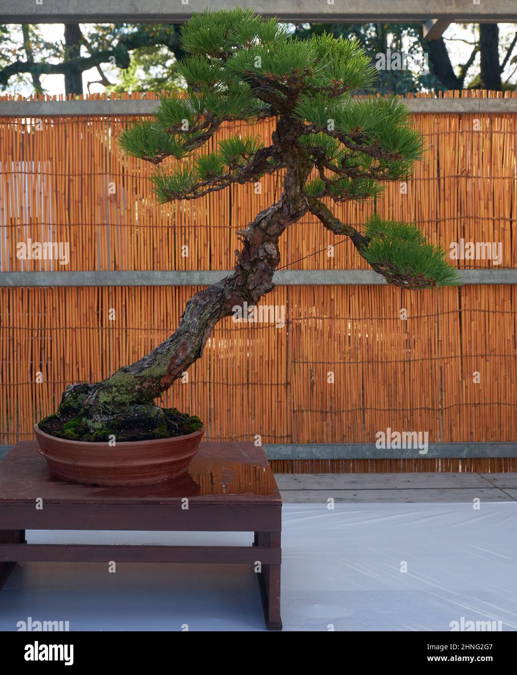 Nagoya, Giappone - 20 ottobre 2019: La vista del bonsai decorativo albero di Japanes pino nero all'annuale Nagoya Castle Bonsai Show. Nagoya. Giappone Foto Stock
