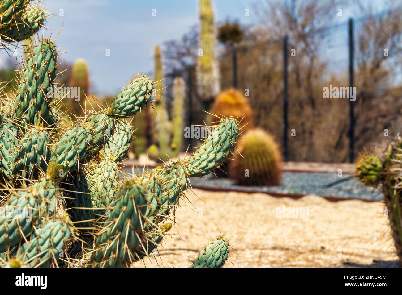 Foglie di cactus spinosi con sfondo sfocato al parco Quilapilun, Cile. Foto Stock