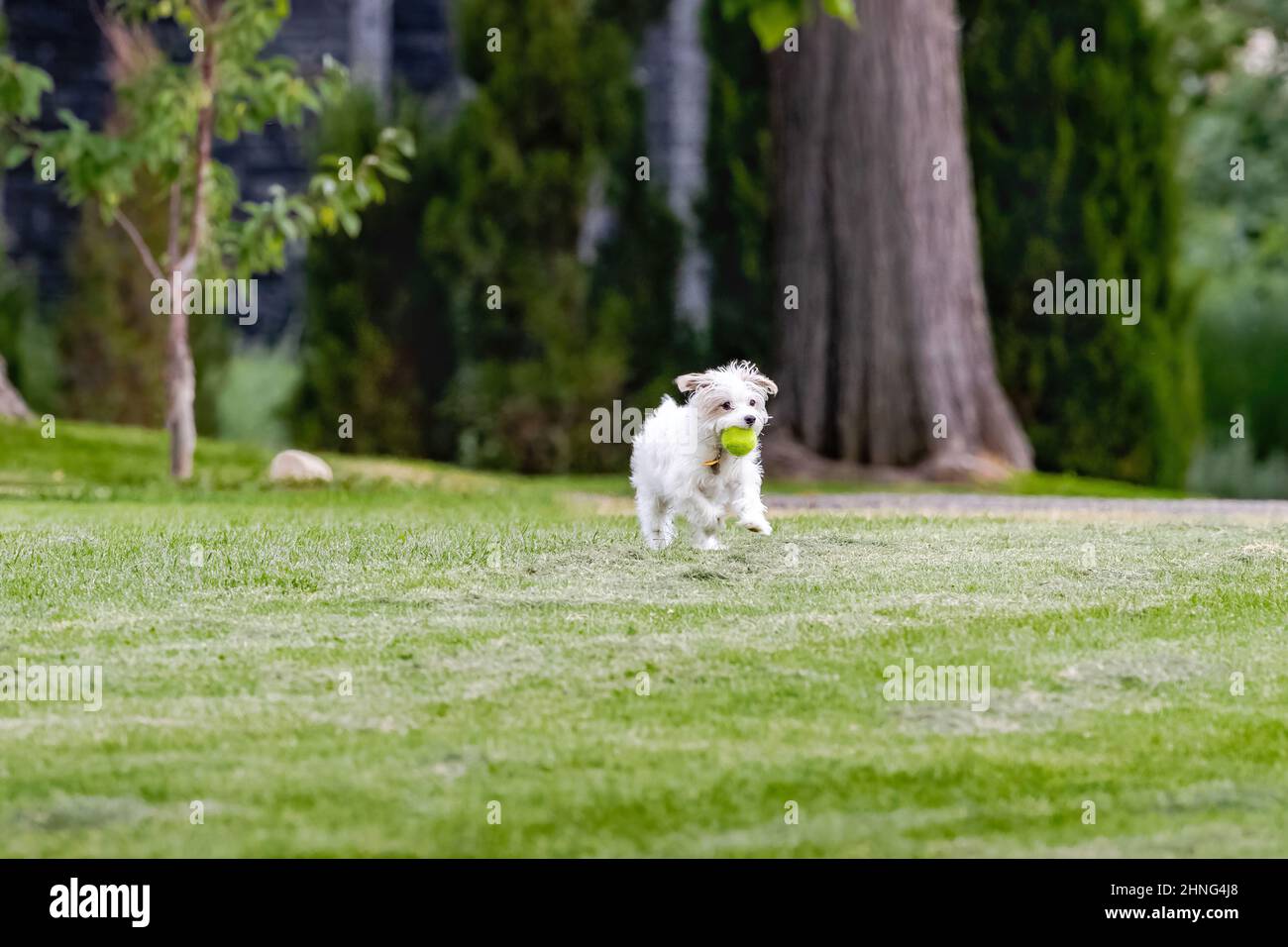 Un West Highland Terrier, piccolo cane, che corre attraverso il parco con la sua palla preferita. Foto Stock