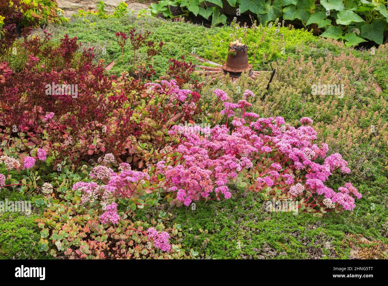 Misto Sempervivum - Houseleek in fiore al confine nel giardino di campagna cortile in estate. Foto Stock