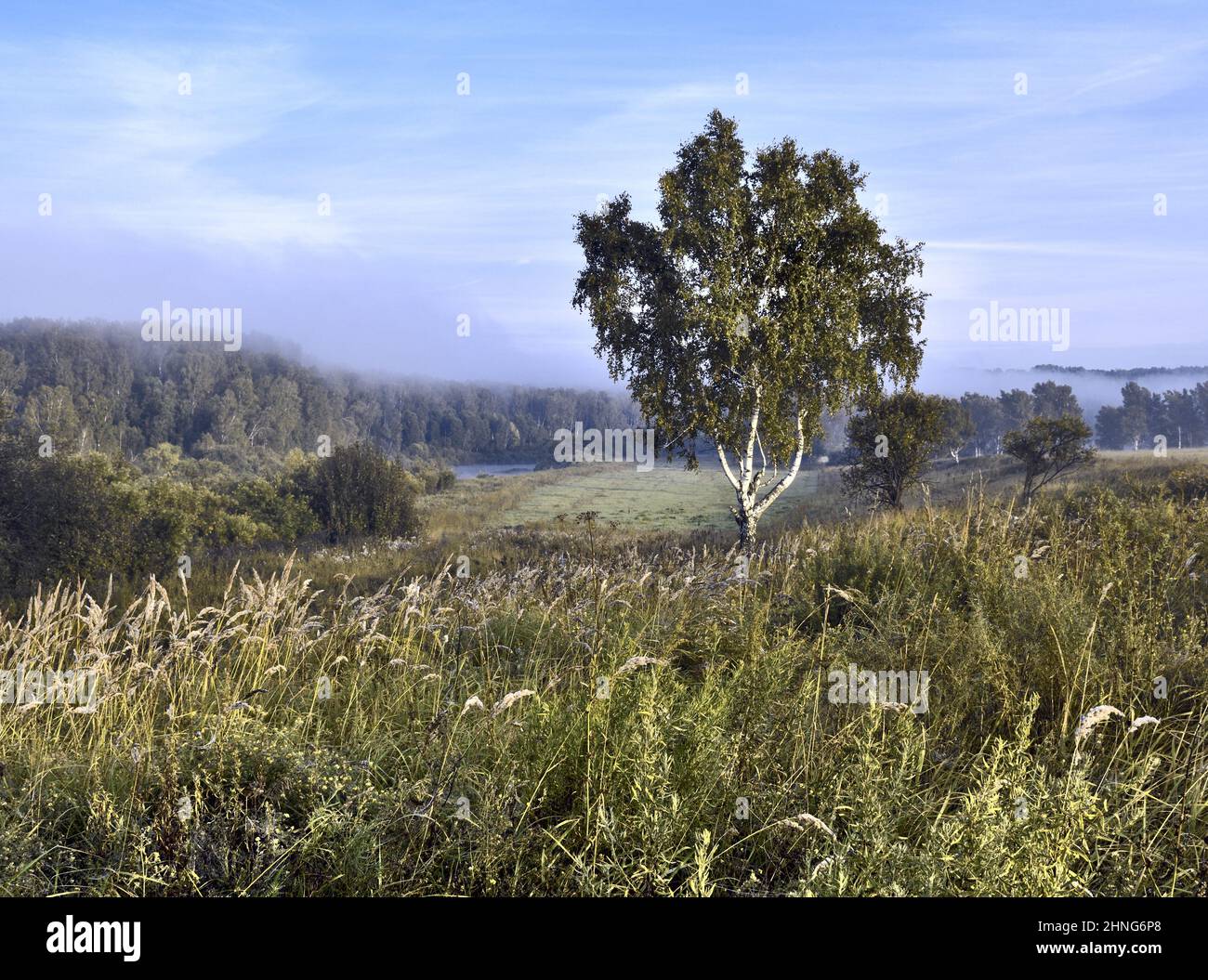 Piccola betulla su un denso prato erboso nella valle del fiume INI. Foreste con resti di nebbia mattutina all'orizzonte. Cielo blu con nuvole di cirro Foto Stock