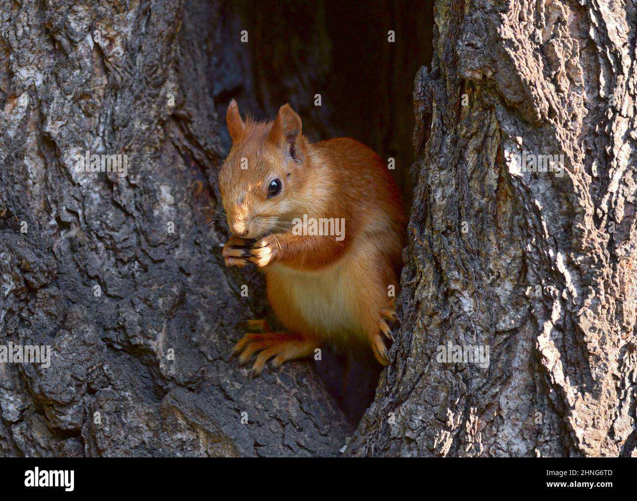 Uno scoiattolo in un albero cavo. Un animale rosso della foresta mangia seduto in un albero. Regione di Novosibirsk, Siberia, Russia Foto Stock